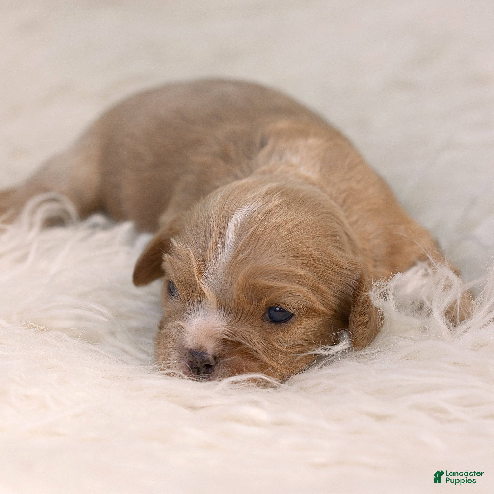 Cavalier King Charles Spaniel dogs Mylon Cavalier King Charles Spaniel  - Ad 2
