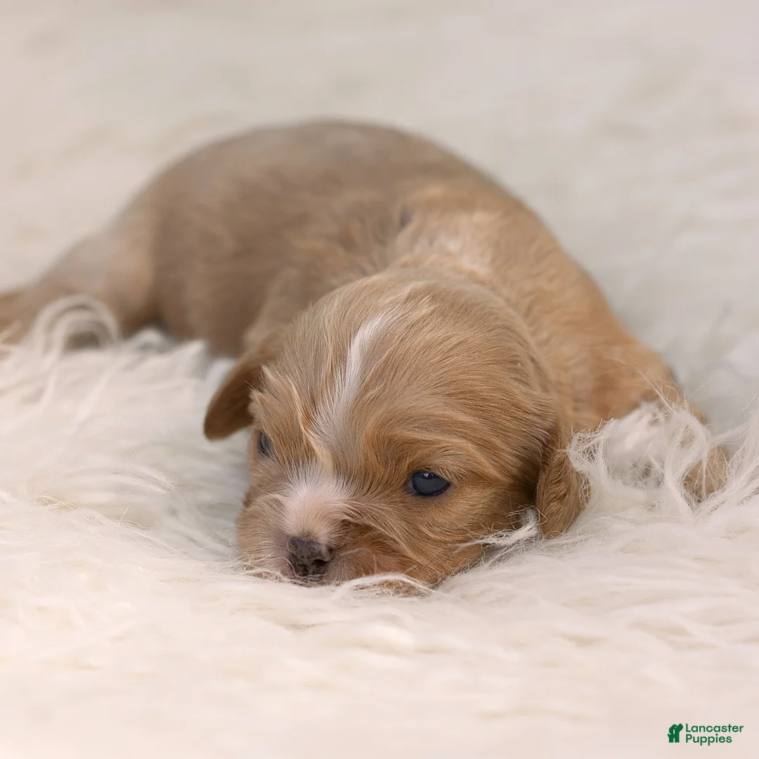 Cavalier King Charles Spaniel dogs for sale: Mylon Cavalier King Charles Spaniel  - Ad 2