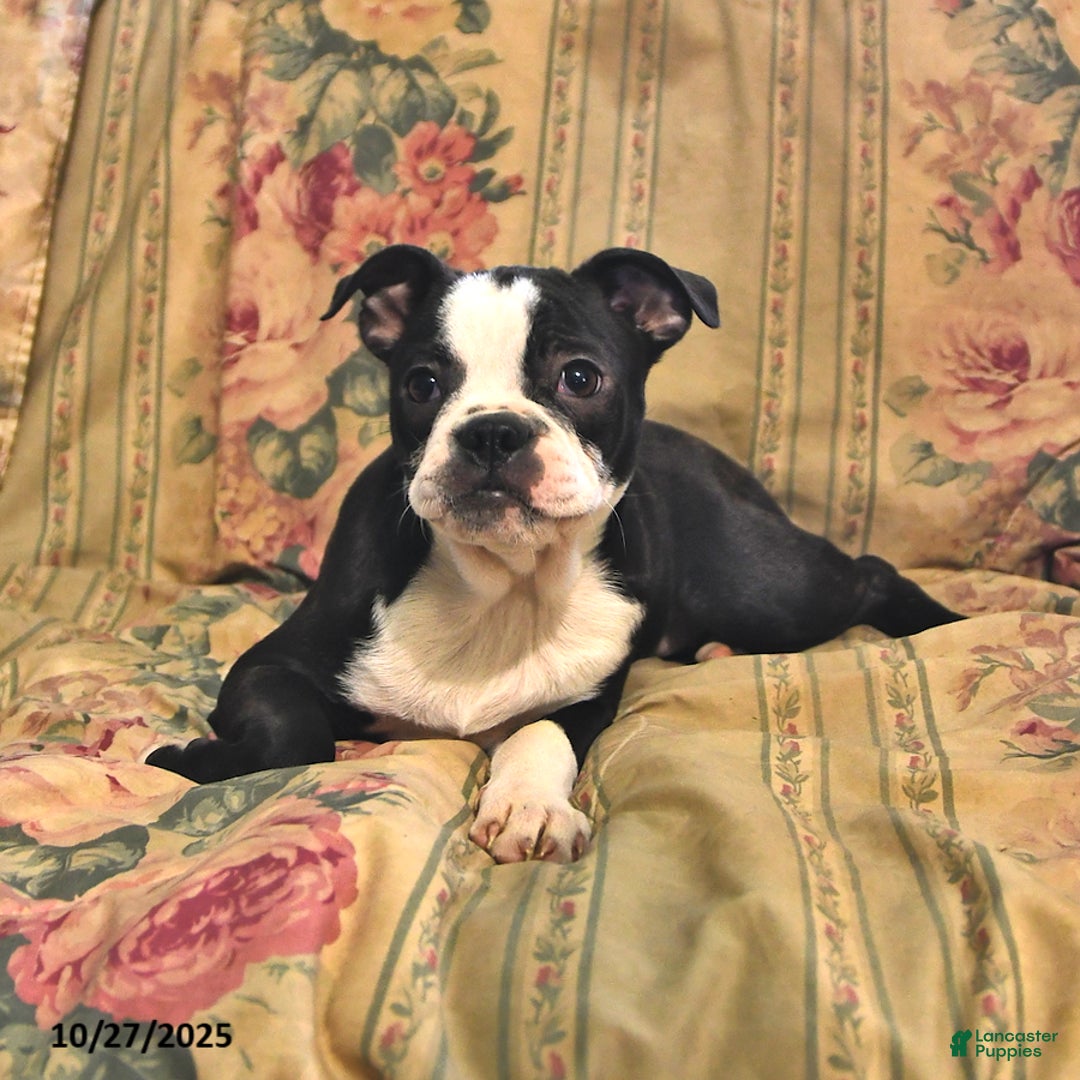 Boston Terrier dogs for sale: Hazel - Ad 4