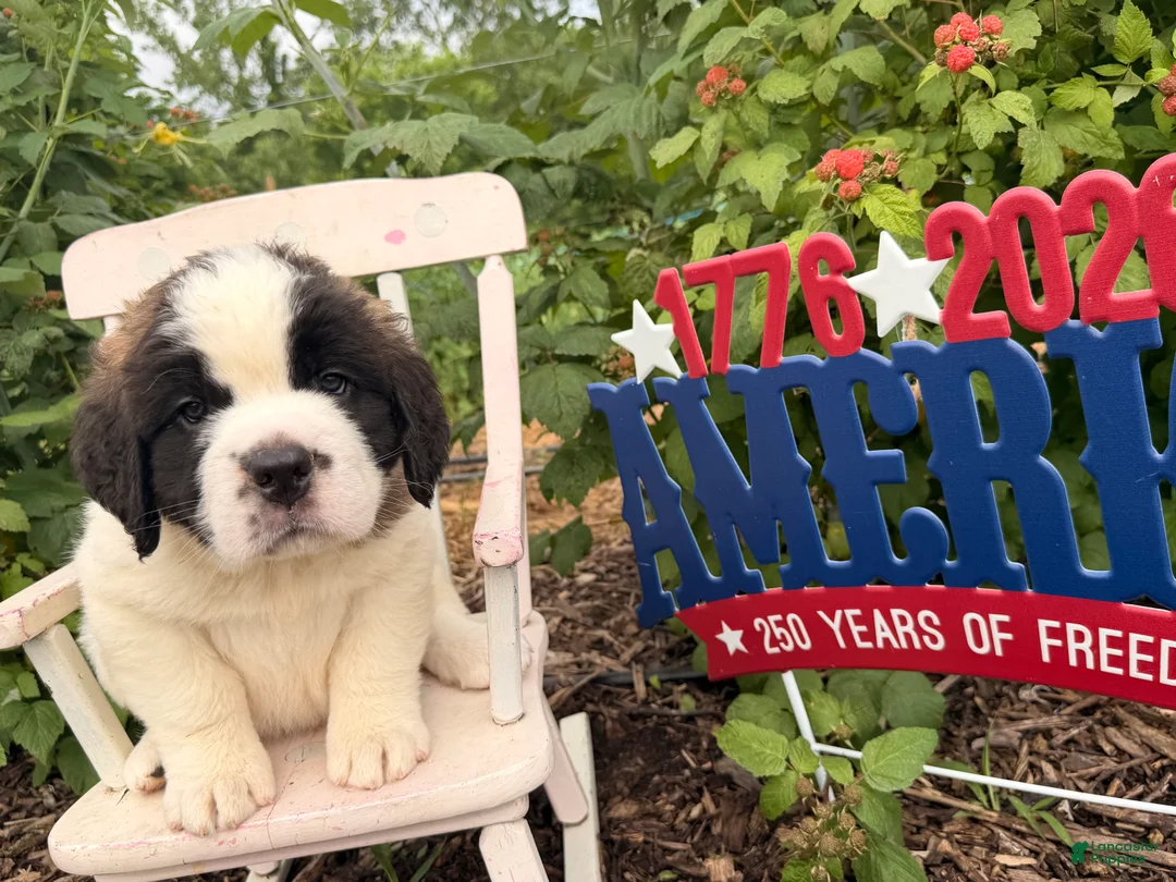 Saint Bernard dogs for sale:  Bix - Ad 2