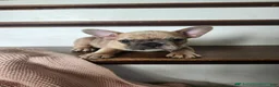 French Bulldog dogs for sale: Molly - Ad 2