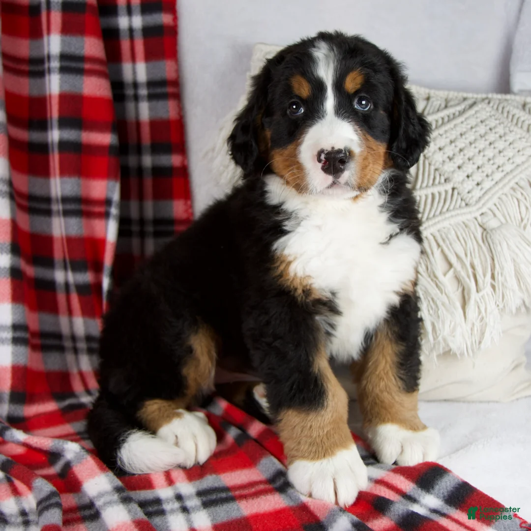 Bernese Mountain Dog dogs for sale: Jamin *Genetic Clear - Ad 1