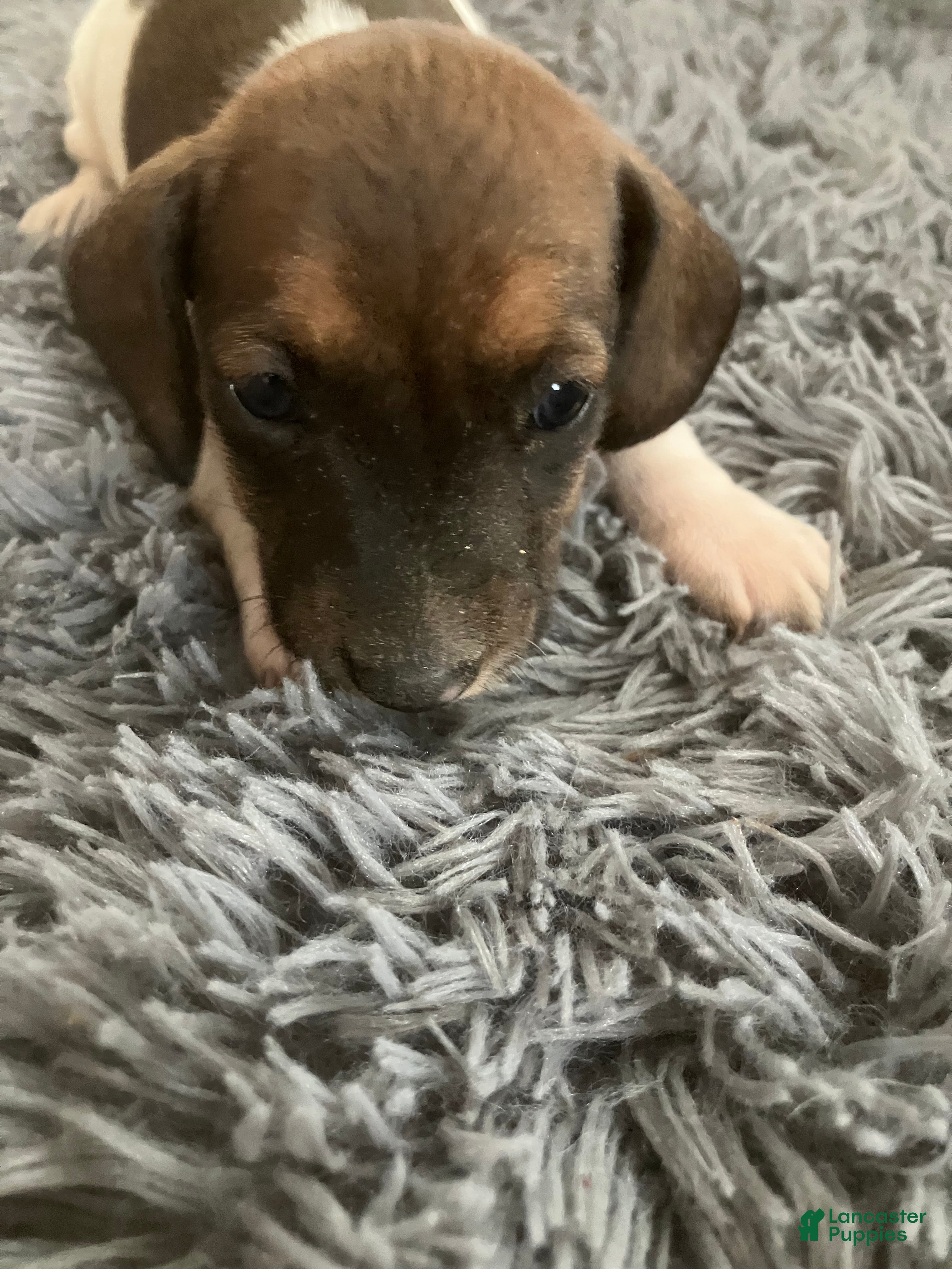 Miniature Dachshund dogs Akc katura - Ad 34