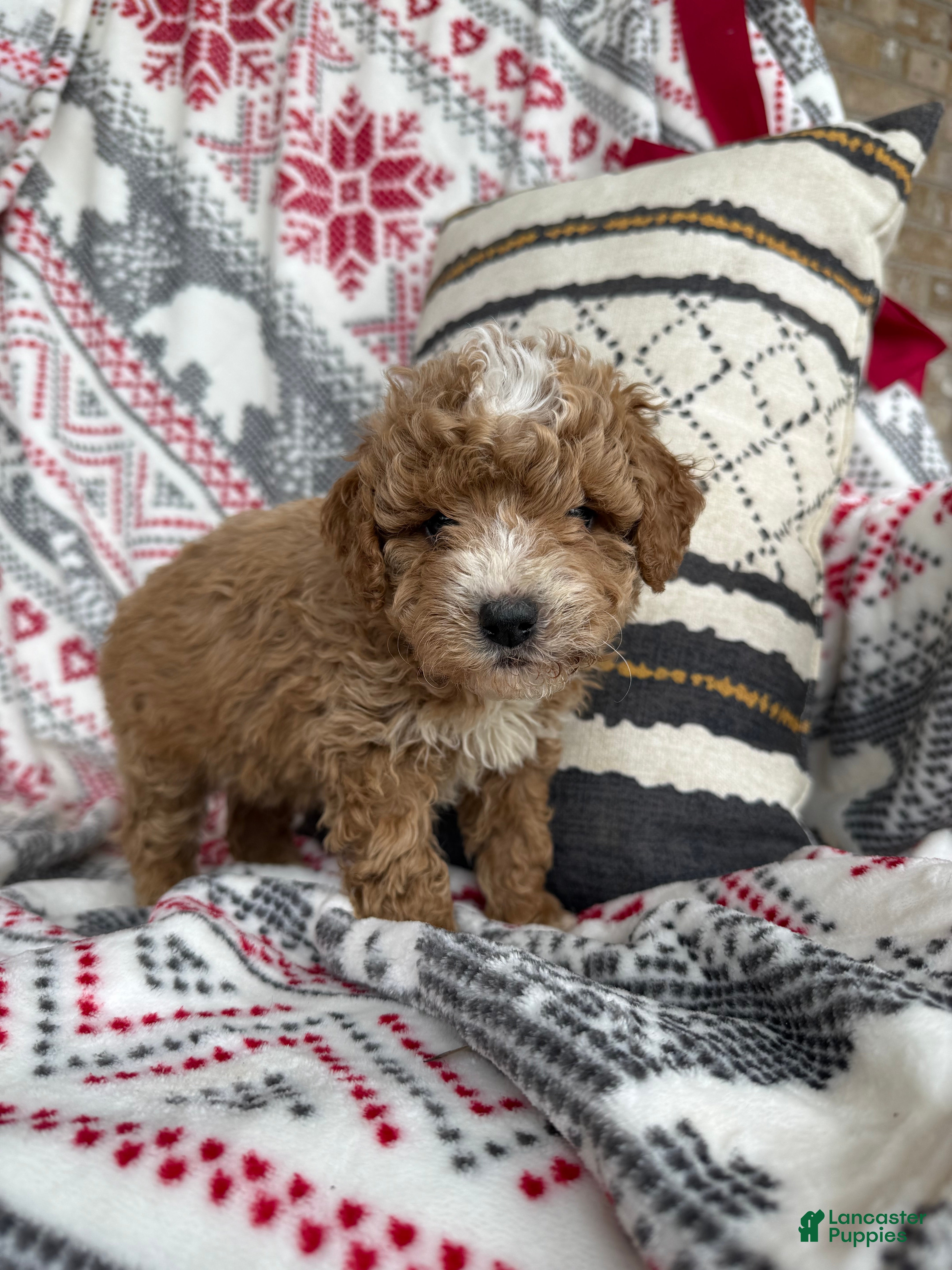 Mini Bernedoodle dogs Cash  - Ad 2