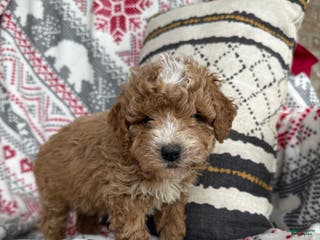Mini Bernedoodle dogs Cash - Ad 38