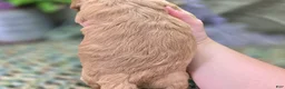 Cockapoo dogs for sale: Knotty - Ad 31