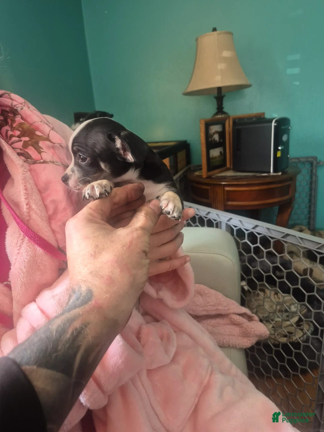 Chihuahua dogs for sale: Chihuahua Puppy 1 - Ad 2