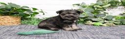 Miniature Schnauzer dogs for sale: Wayne - Ad 6