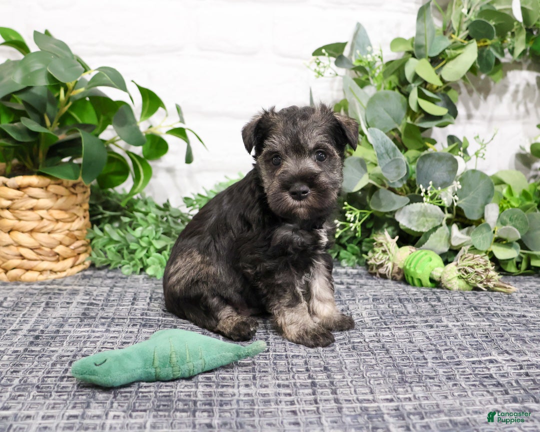 Miniature Schnauzer dogs for sale: Wayne - Ad 6