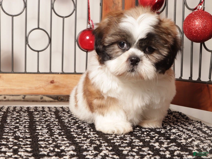 Shih Tzu dogs Rex - Ad 2