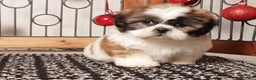 Shih Tzu dogs for sale: Rex - Ad 2