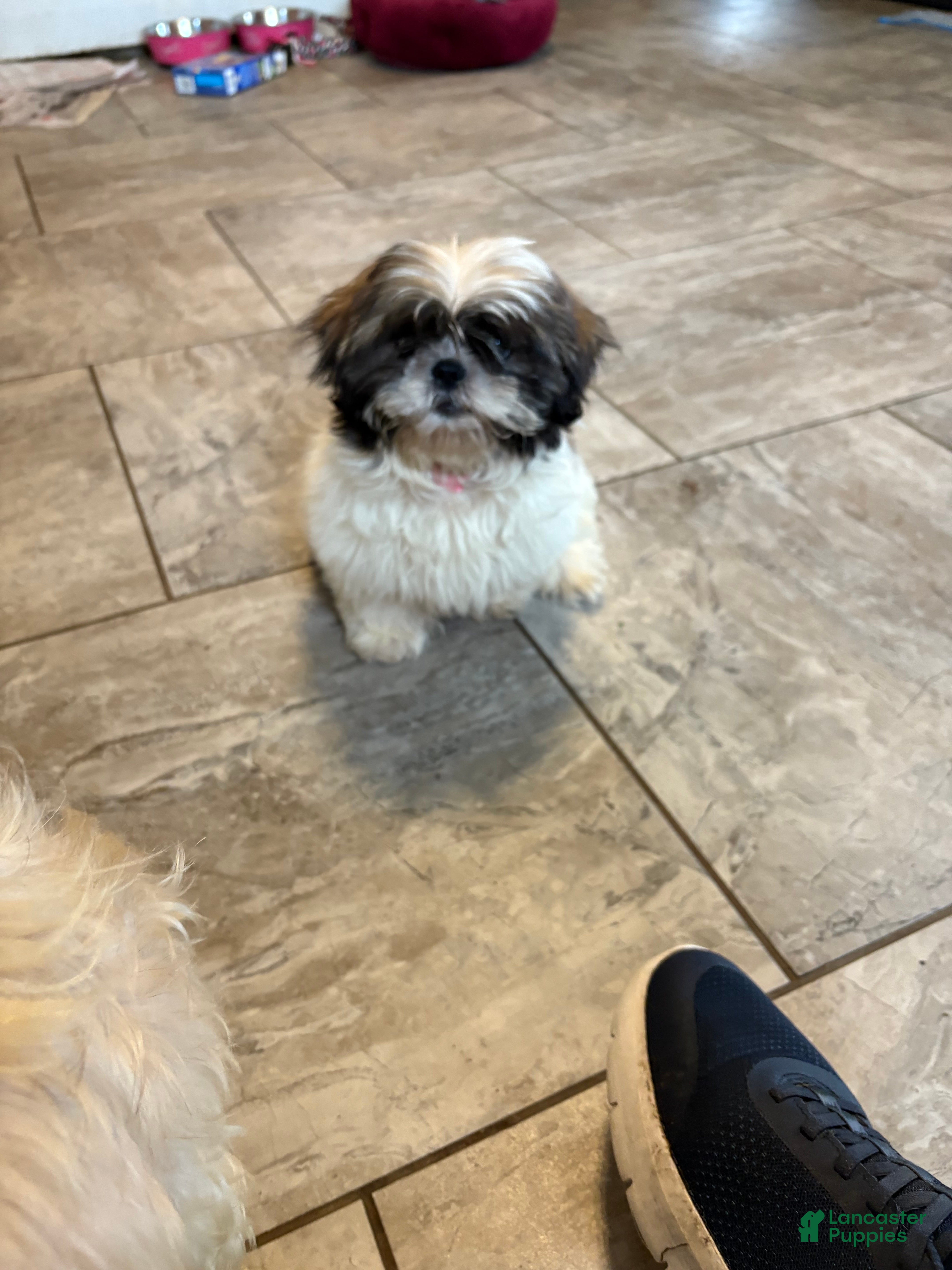 Shih Tzu dogs Abby - Ad 2