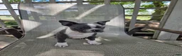 Boston Terrier dogs for sale: Cooper - Ad 1