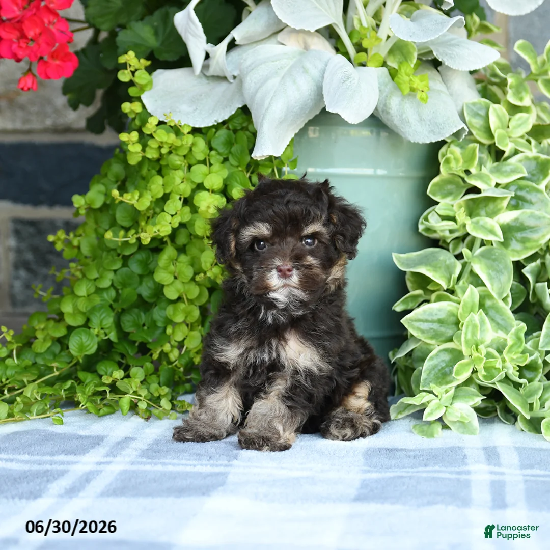 Havapoo dogs for sale: Matthew - Ad 5