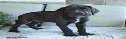 Great Dane dogs for sale: Indie - Ad 8