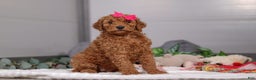 Standard Poodle dogs for sale: Fiona - Ad 2