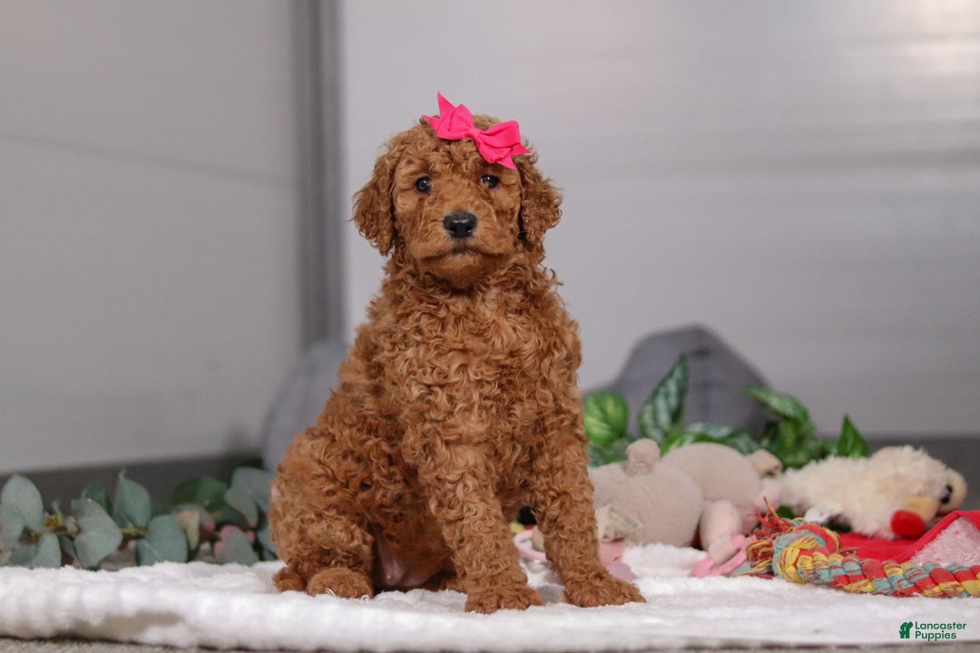 Standard Poodle dogs for sale: Fiona - Ad 2