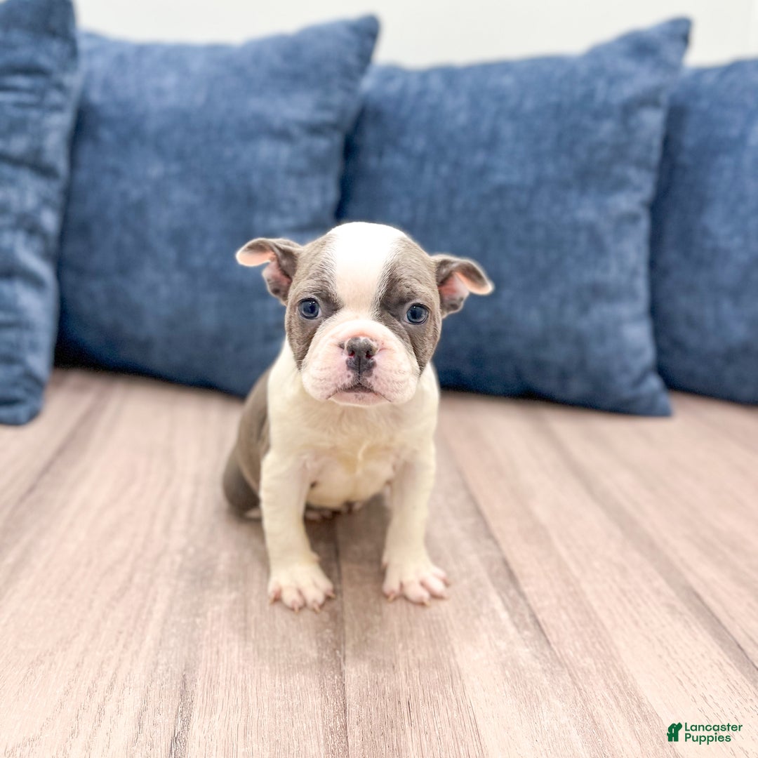 Frenchton dogs for sale: Sydney - Ad 6