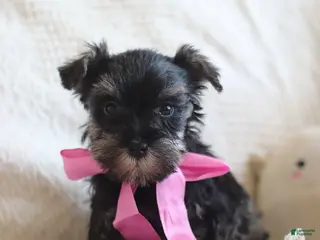 Miniature Schnauzer dogs Susie - Ad 7