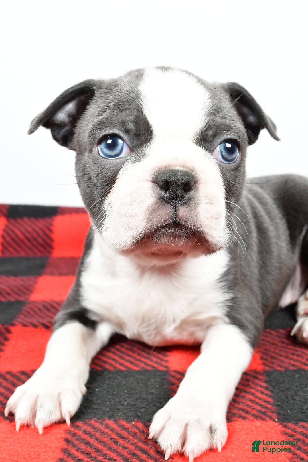 Boston Terrier dogs for sale: Chloe - Ad 6