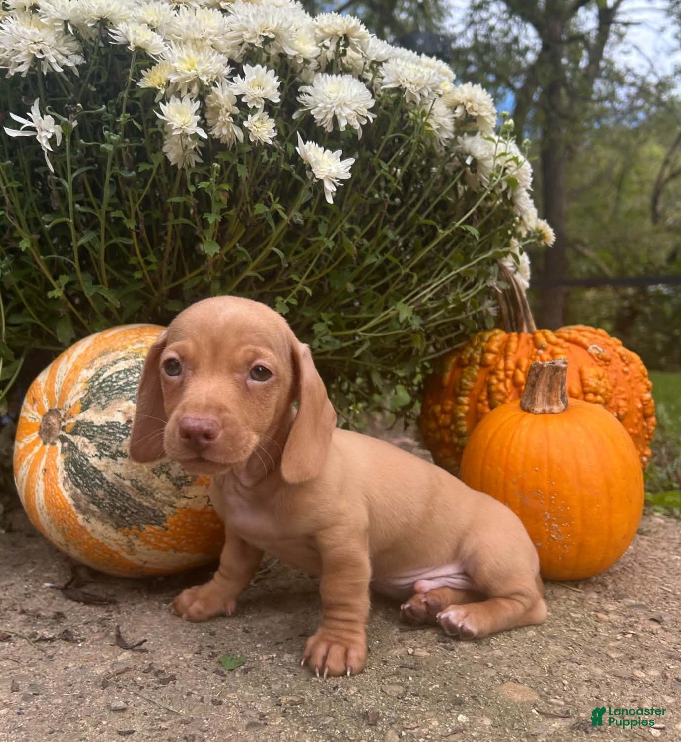 Miniature Dachshund dogs AKC Willie Delivery available  - Ad 2