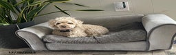 Toy Poodle dogs for sale: Joey - Ad 2