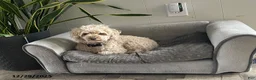 Toy Poodle dogs for sale: Joey - Ad 2