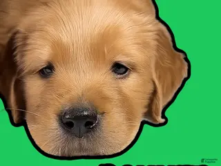 Goldendoodle dogs for sale: Donner - Ad 3