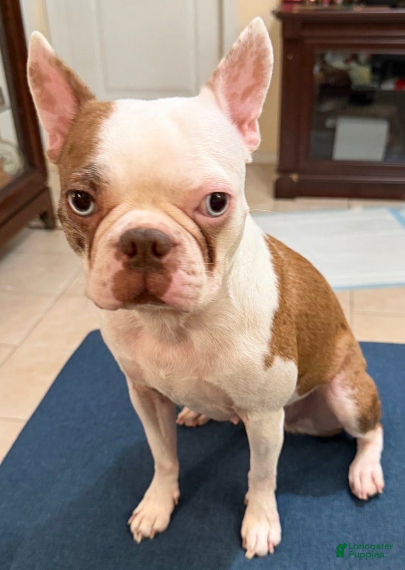 Boston Terrier dogs Roscoe - Ad 2