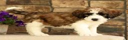 Saint Berdoodles dogs for sale: Ringo - Ad 3
