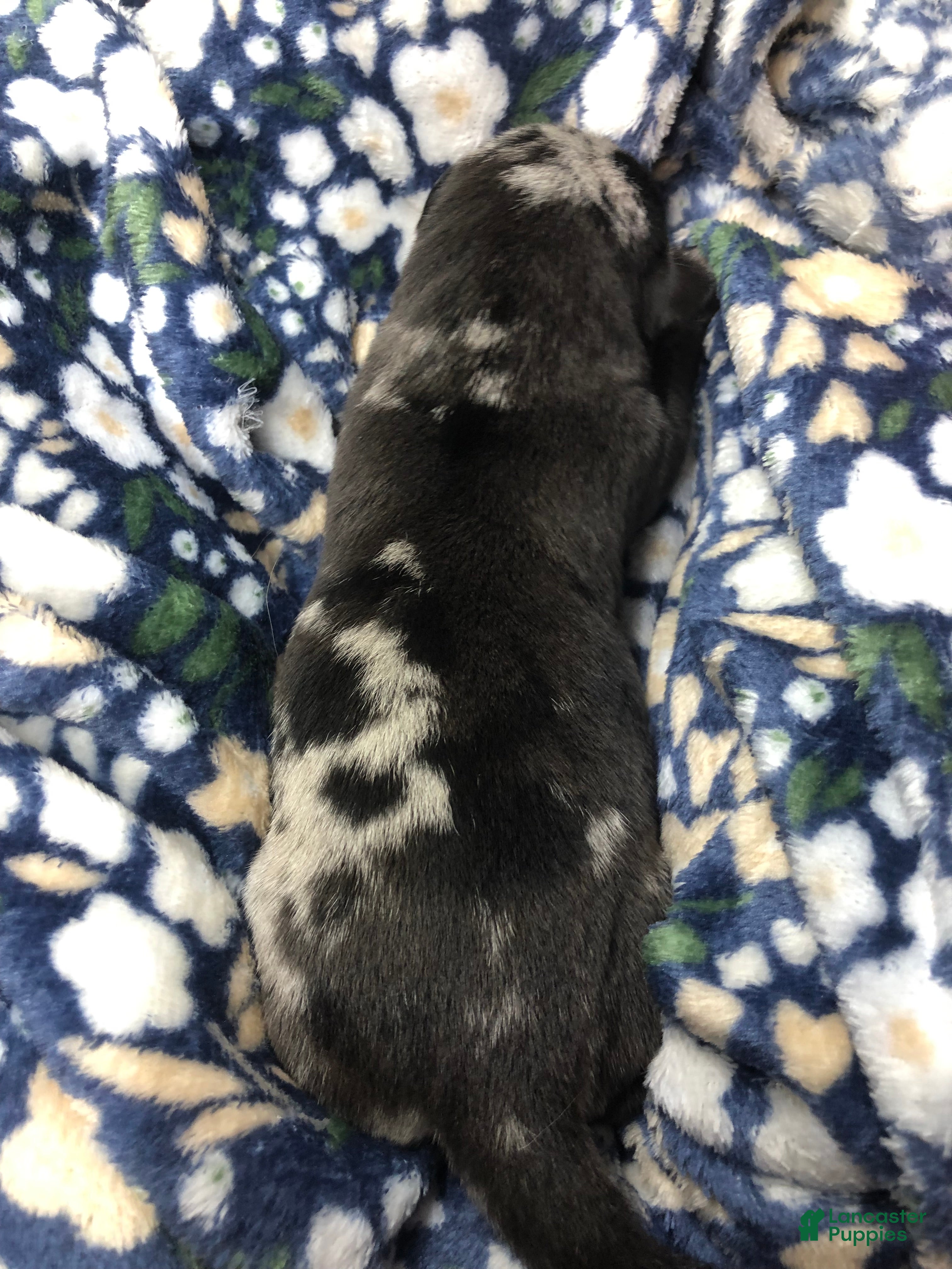 Mixed Breed dogs Female 4  - Ad 35