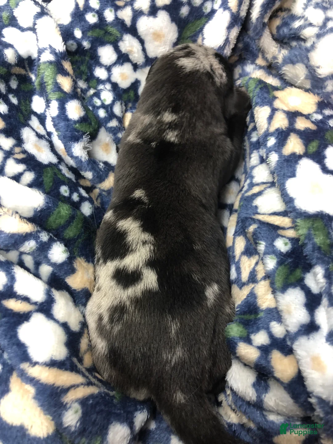 Mixed Breed dogs for sale: Female 4  - Ad 1