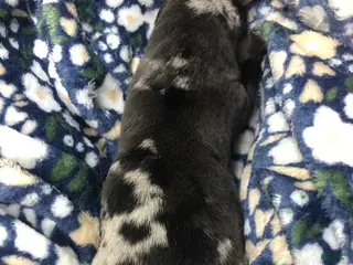 Mixed Breed dogs Female 4 - Ad 35