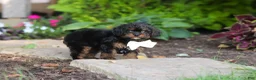 Cavapoo dogs for sale: Lulu - Ad 7