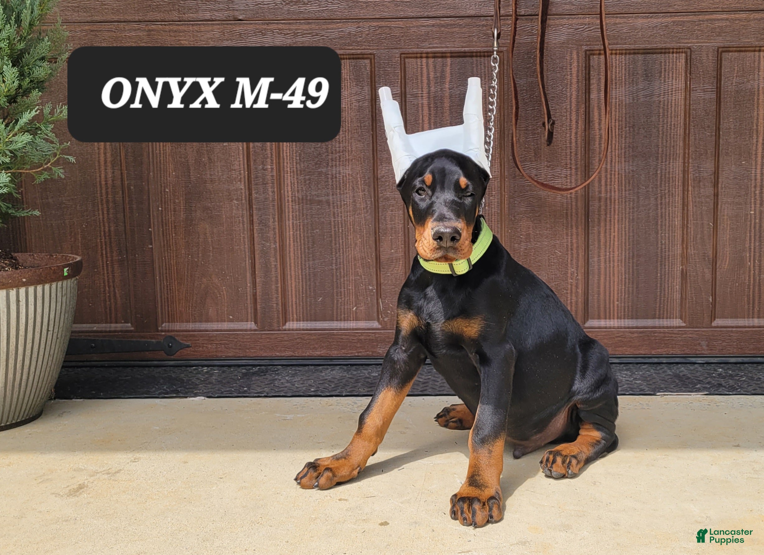 Doberman Pinscher dogs ONYX - Ad 40