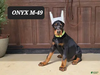 Doberman Pinscher dogs ONYX - Ad 34