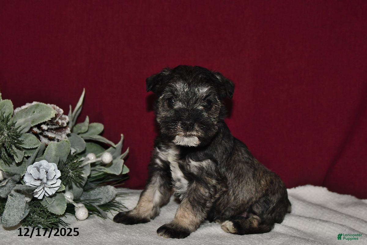 Miniature Schnauzer dogs Duke - Ad 12