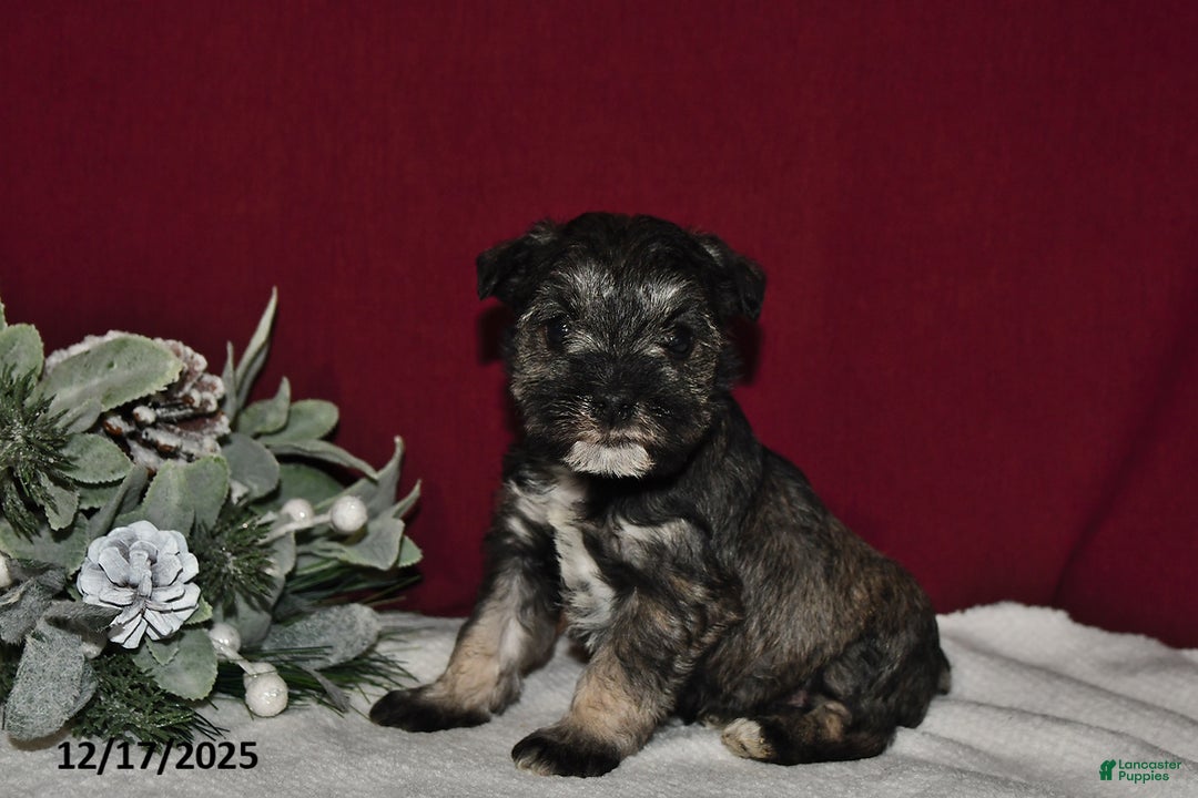 Miniature Schnauzer dogs for sale: Duke - Ad 1