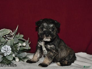 Miniature Schnauzer dogs Duke - Ad 12