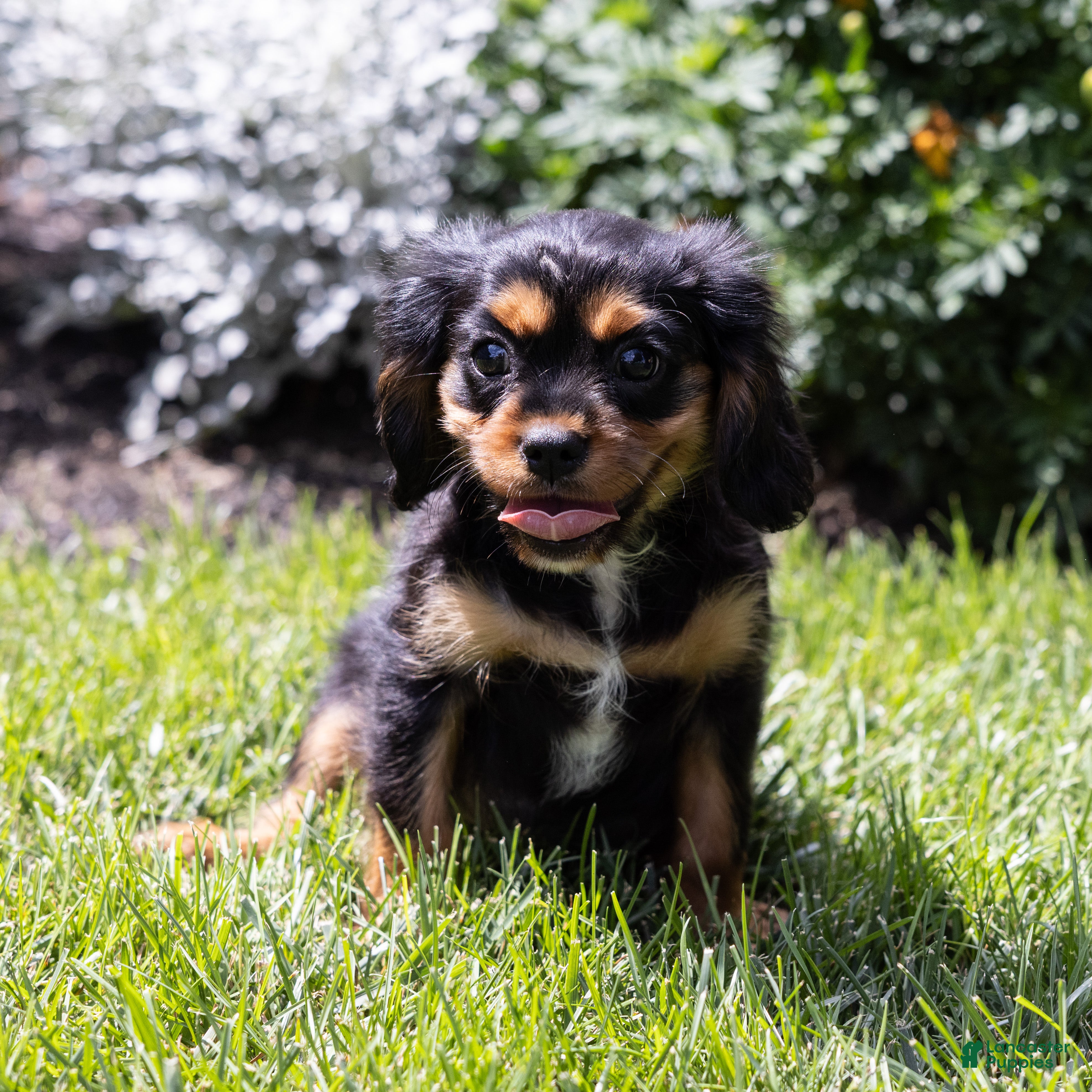 Cavalier King Charles Spaniel dogs Butch - Ad 2
