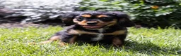 Cavalier King Charles Spaniel dogs for sale: Butch - Ad 11