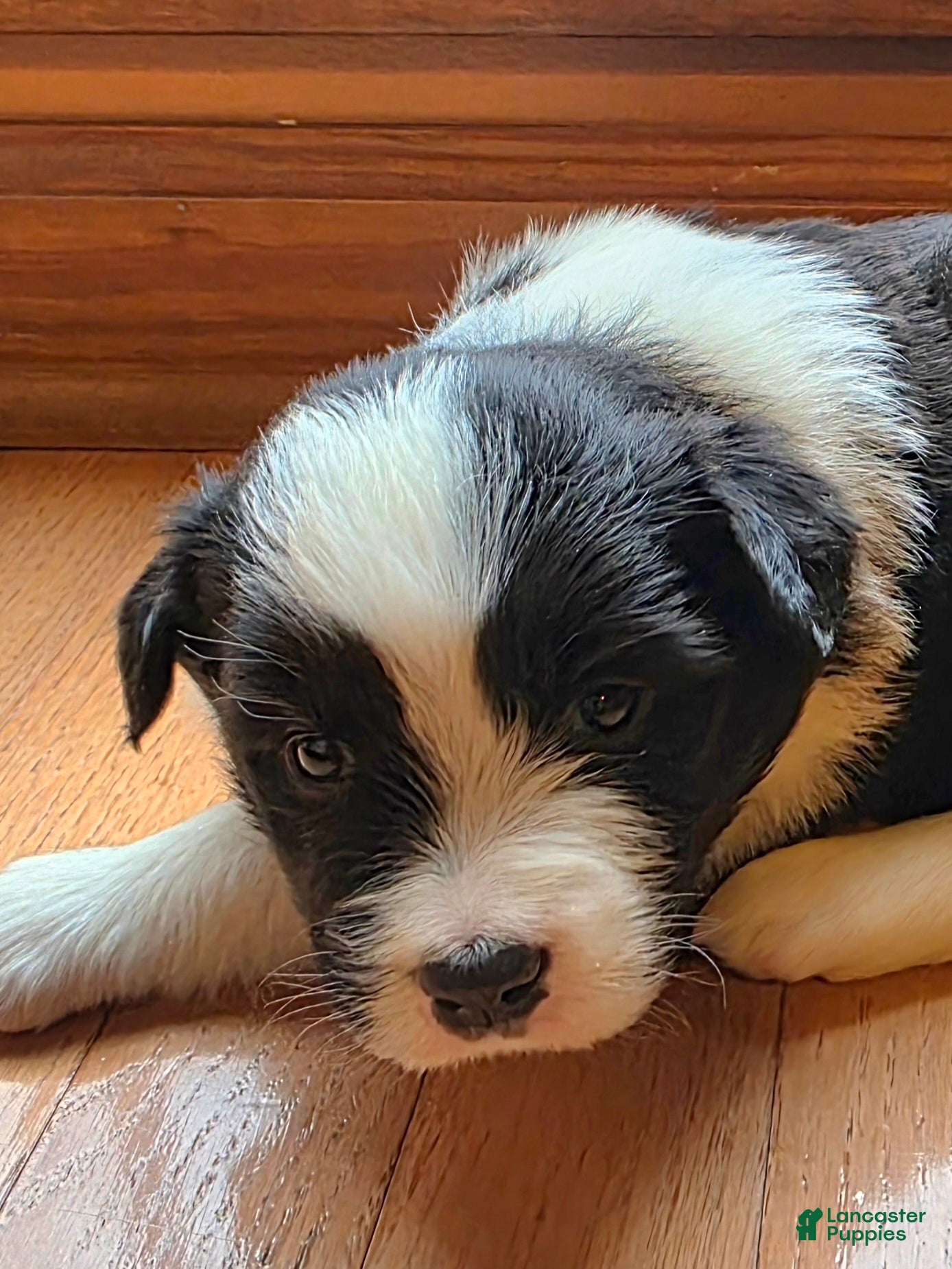 Border Collie dogs Border Collie Puppy 3 - Ad 2