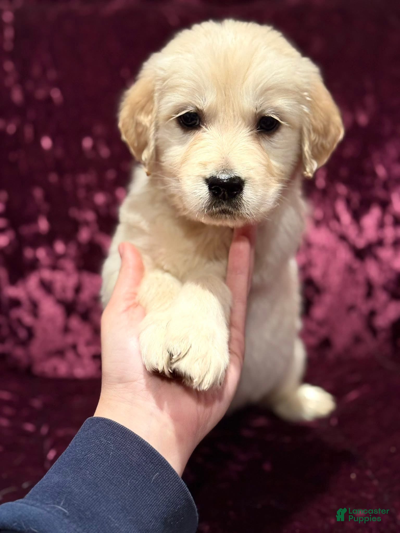 Golden Retriever dogs Yellow - Ad 38