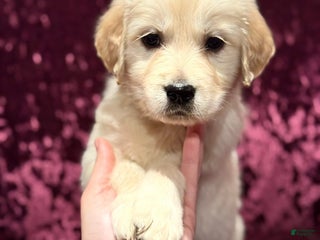 Golden Retriever dogs Yellow - Ad 18