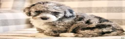 Mini Bernedoodle dogs for sale: Hank-F1b - Ad 3