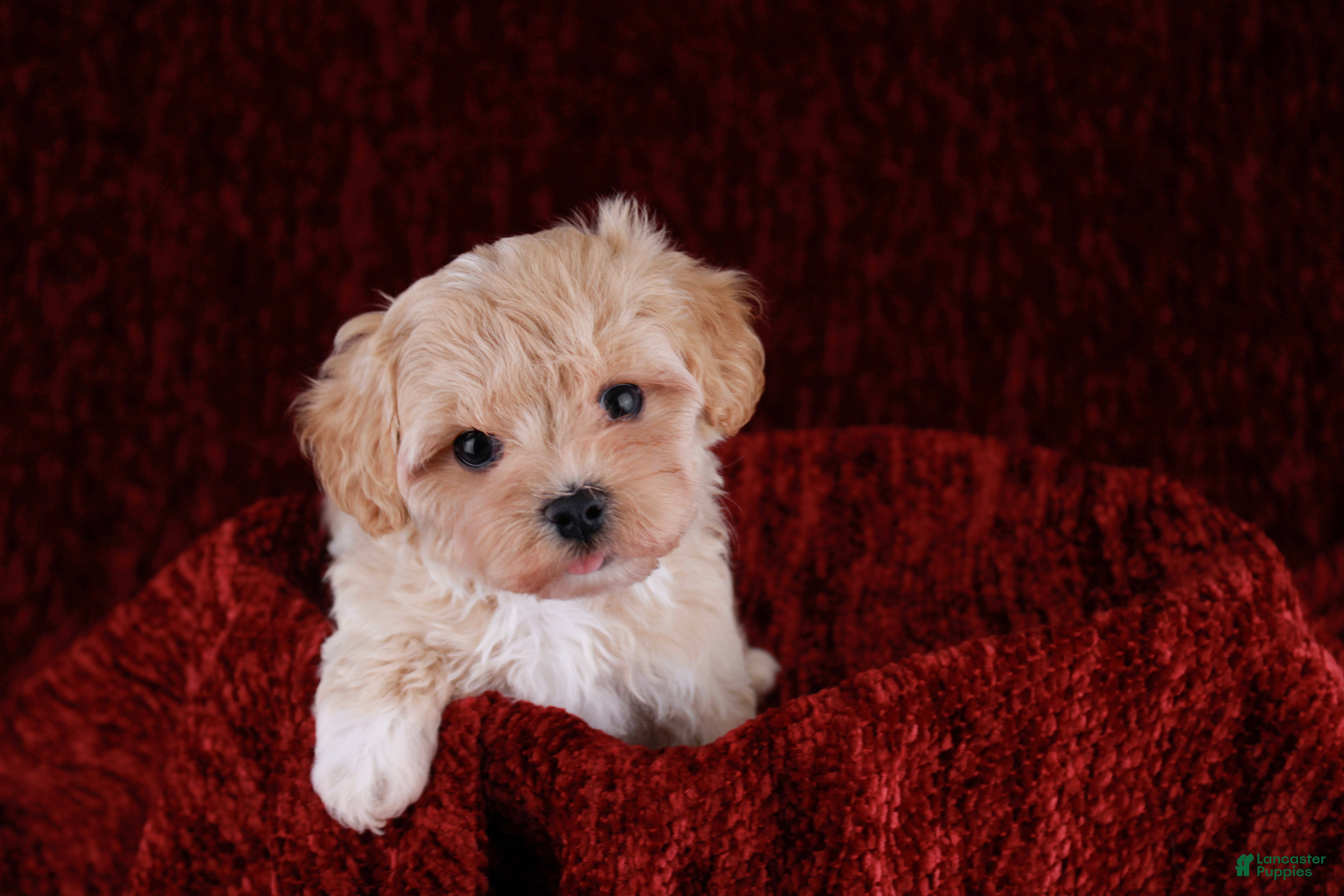 Maltipoo dogs Button - Ad 1