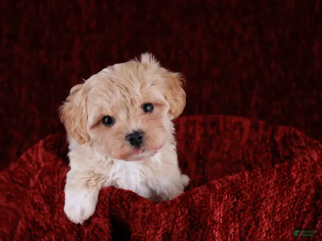 Maltipoo dogs for sale: Button - Ad 1