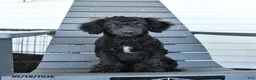 Miniature Poodle dogs for sale: Teddy - Ad 3