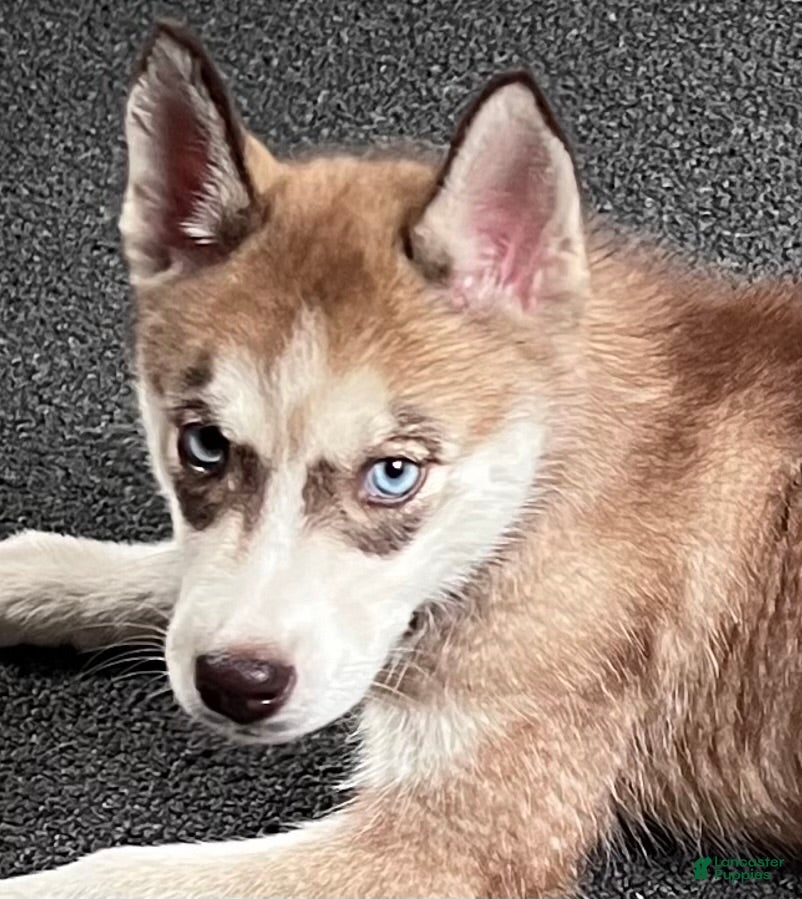 Siberian Husky dogs Ruby my lady in red - Ad 2