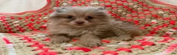 Pomeranian dogs for sale: Ducky - Ad 1
